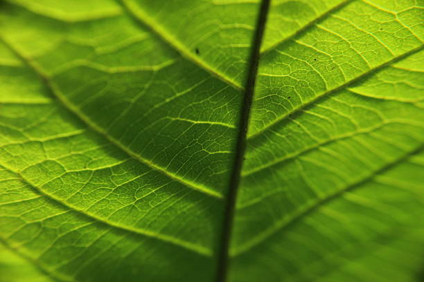 Close-up of a well illuminated green leaf