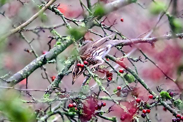 istock Redwing thrush bird eating red berries 2251170479
