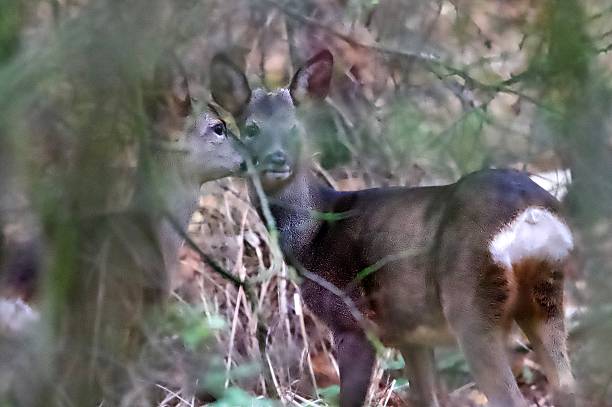 Pair of Roe deers hidden behind tree branches