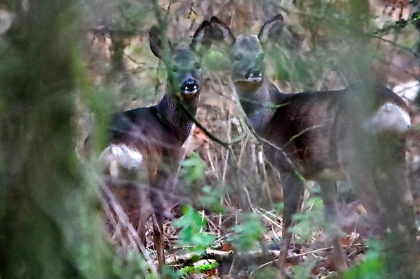 Pair of Roe deers hidden behind tree branches