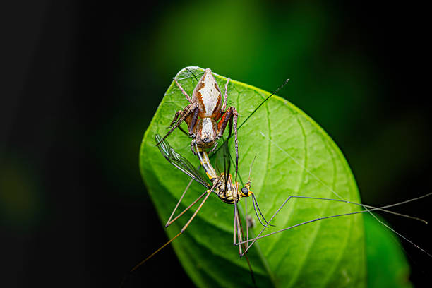 istock Spider catching crane fly on green leaf in nature 2251171202