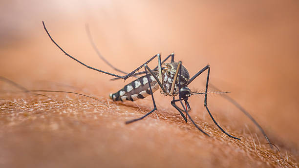 istock Mosquito biting human skin transmitting infectious disease 2251171222