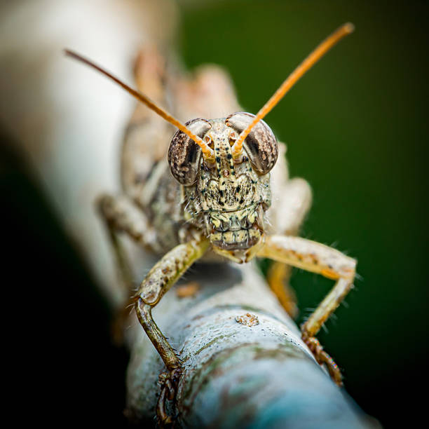 istock Grasshopper head close-up looking directly at viewer 2251171244
