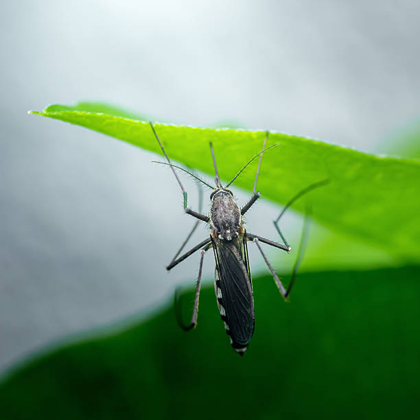 istock Mosquito hanging upside down on green leaf 2251171248