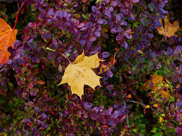 Yellow autumn maple leaf resting on vibrant purple foliage, creating a colorful natural fall background.