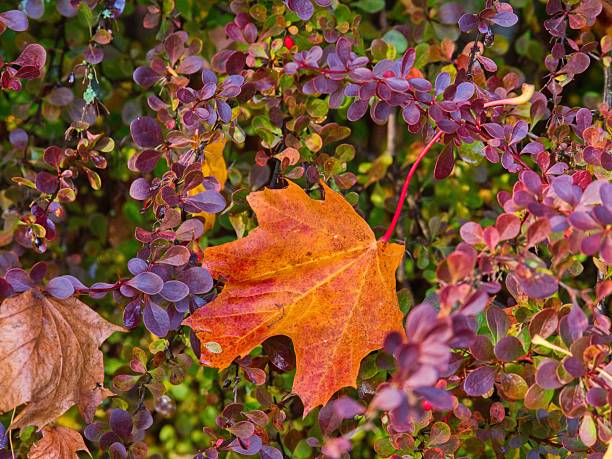 Orange maple leaf resting on dense purple foliage, highlighting the rich colors and textures of autumn nature.