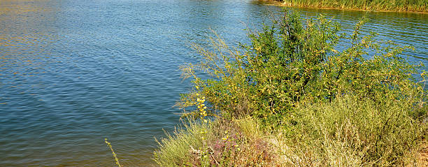 Saguaro lake in summer Arizona