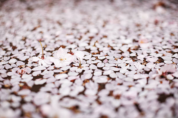 istock Fallen cherry blossoms creating delicate carpet in petrin gardens prague in March 2251173612