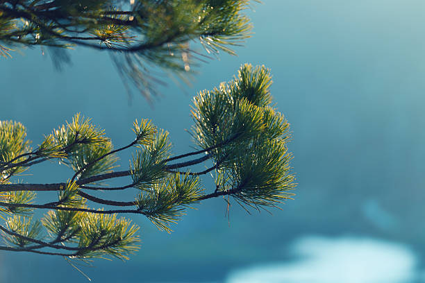 Close-up of pine needles
