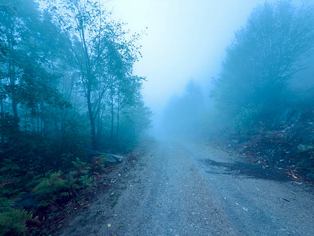 Foggy weather in the forest