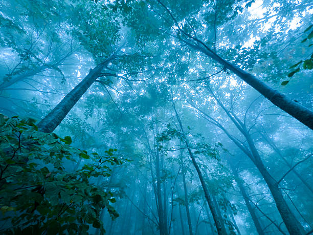 Foggy weather in the forest