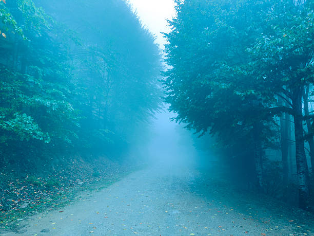 Foggy weather in the forest