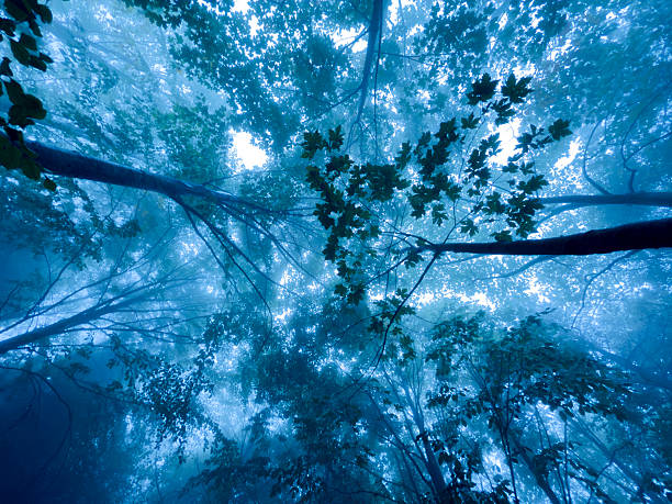 Trees in the Black Forest in Germany with fog.