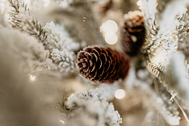 istock Snow-Covered Pinecone on Frosted Christmas Tree with Lights 2251174309