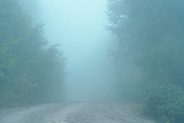 Foggy weather in the forest