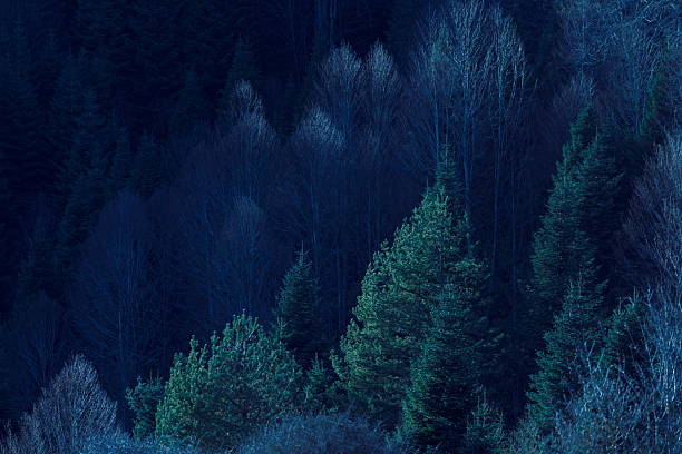Aerial view on green pine forest