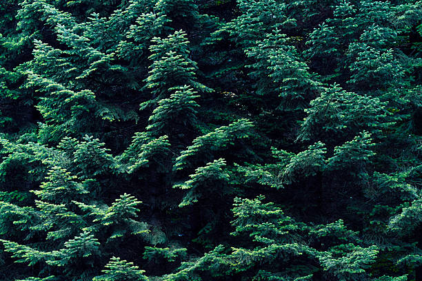 Pine trees green alpine woods, forest pattern background - Switzerland