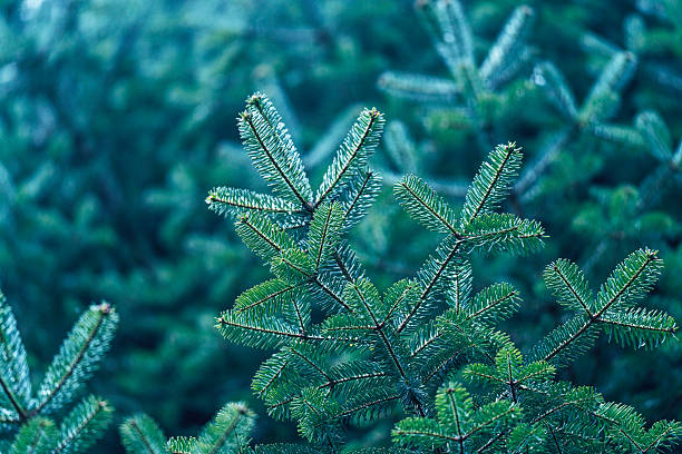 Close-up of pine needles