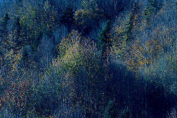 Aerial view on green pine forest