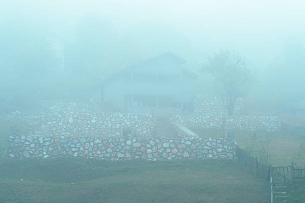 Forest view in foggy weather