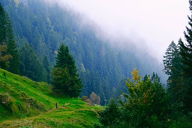 coniferous forest slopes with mist on Mount Rigi, Switzerland