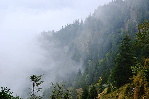 Dense coniferous forest slopes with mist and fog on Mount Rigi, Switzerland