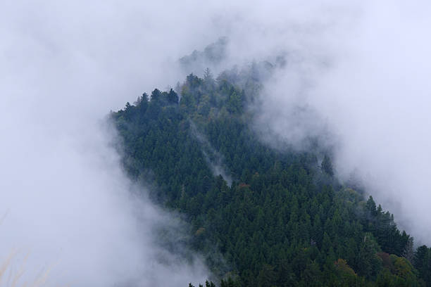 Mount Rigi dense green coniferous forest enveloped by thick white fog and clouds
