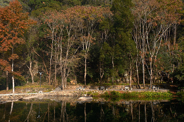 The reflection of the trees in  a river