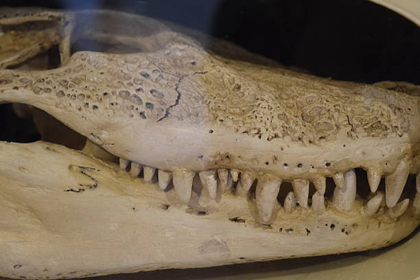 7 crocodile heads lie on a market stall in Thailand with their mouths wide open