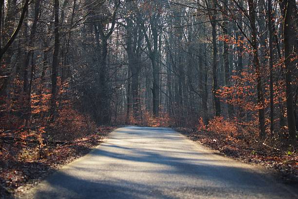 An empty road with autumnal orange leafed forest either side, with shadows cast across the road, at dawn.
