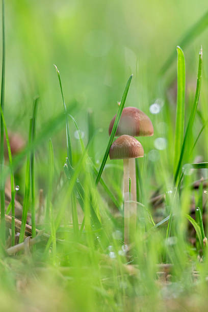 istock A small mushroom growing on a summer forest floor. 2251180571