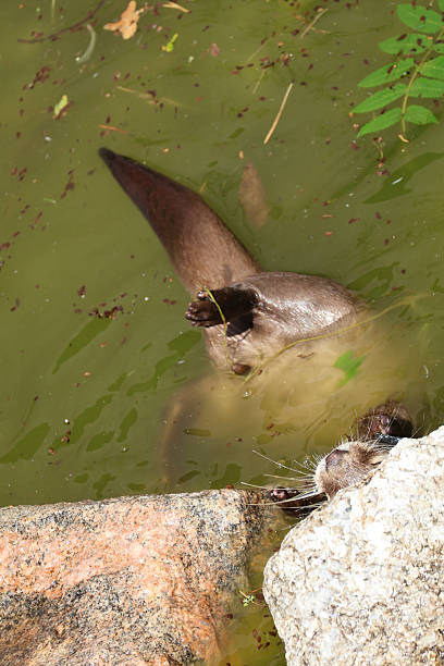 istock An cute otter playing up side down I the water 2251185031