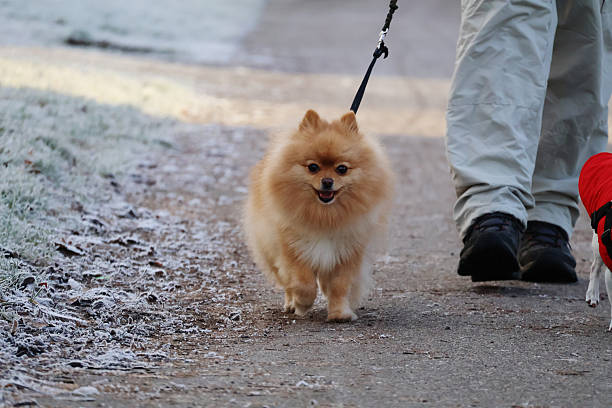 istock A happy Pomeranian out for a walk 2251185084