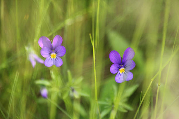 Two small Pansy violet flowers