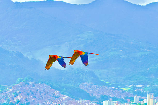 2 macaws flying in the sky of Medellin, Colombia with a part of the district of Belén and the green mountains in the background.