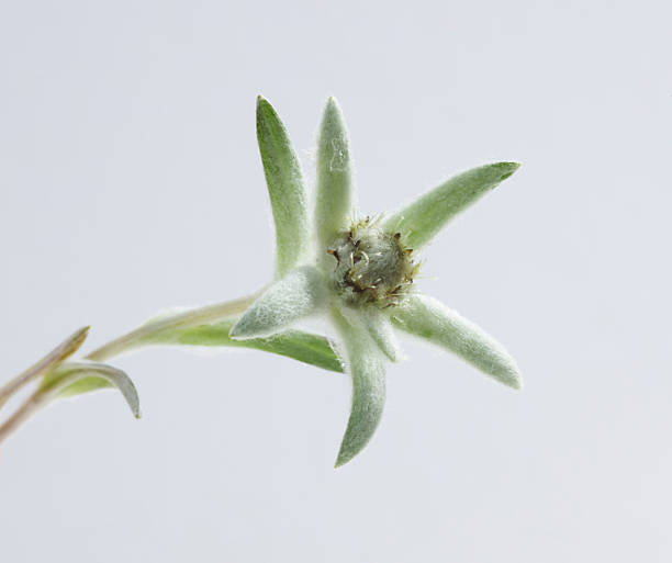 istock Edelweiss Flower on grey background 2251188706