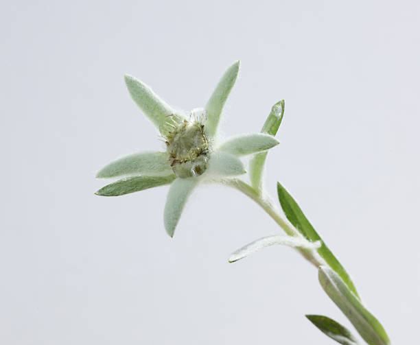 istock Edelweiss Flower on grey background 2251188716