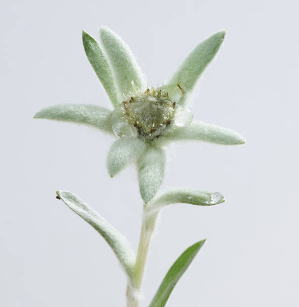 istock Edelweiss Flower on grey background 2251188719