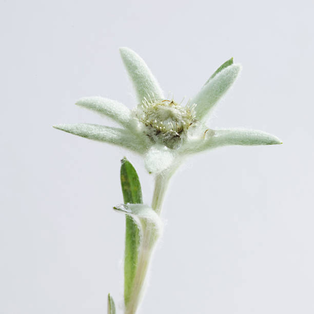istock Edelweiss Flower on grey background 2251188742