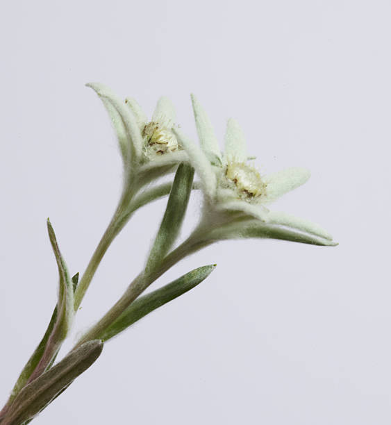 istock Edelweiss Flower on grey background 2251188800