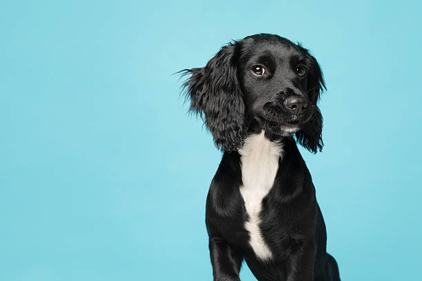 istock Young Sprocker Spaniel on a blue paper background - studio portrait 2251189139