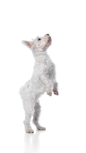 istock White terrier standing on hind legs isolated on white background 2251189787