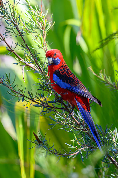 istock Crimson Rosella Bird 2251190071