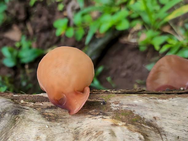 A close-up of a smooth brown mushroom (Jelly ear, wood ear, Jew's ear fungus) emerging from a decaying log in a lush forest. Warm earthy tones and natural texture create a calm woodland mood.
