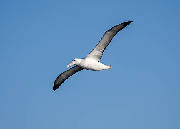 istock Royal Albatross 2251190336