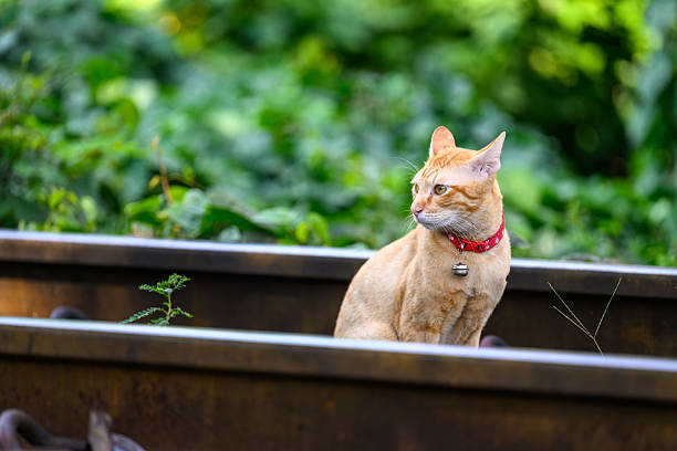 Ginger Cat sitting on the railway tracks