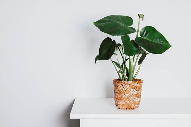istock Elegant monstera plant in wicker pot on white table with copy space 2251192889