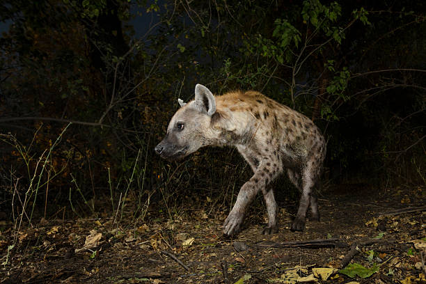 Spotted hyena (Crocuta crocuta) or hyaena, photographed at night using a camera trap, walking through bush on the banks of the Gomoti Channel in Botswana's Okavango Delta.