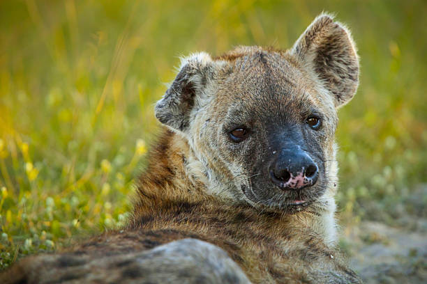 Adult spotted hyena (Crocuta crocuta) or hyaena with facial injuries lying down and looking over its shoulder, Okavango Delta, Botswana