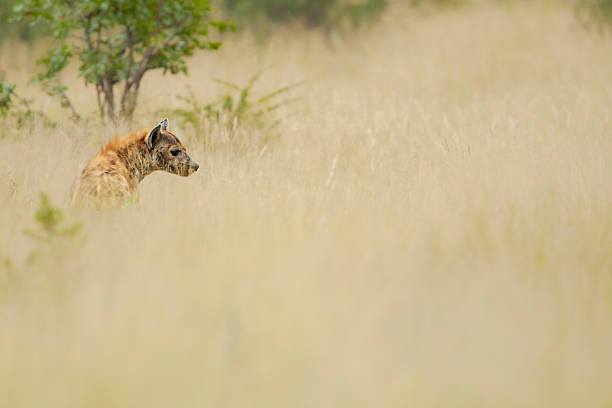 istock Spotted hyena (Crocuta crocuta) in savannah grassland, Okavango Delta, Botswana 2251192986